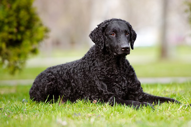 Curly-Coated-Retriever