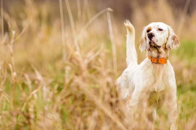 English-Setter