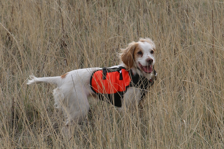 english cocker spaniel hunting dog