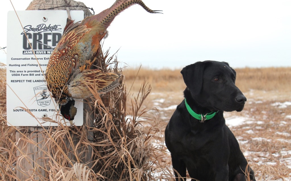 Walk-in hunting areas provide public hunting opportunities on private lands thanks to volunteer landowners.