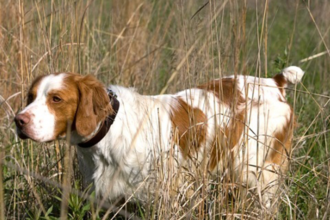 brittany spaniel pheasant hunting