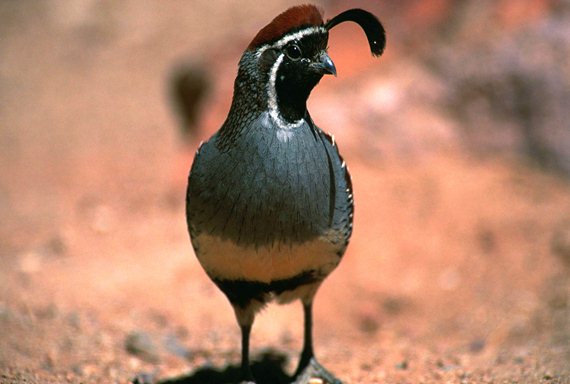Though they look similar to California quail, the two species' ranges do not overlap.
