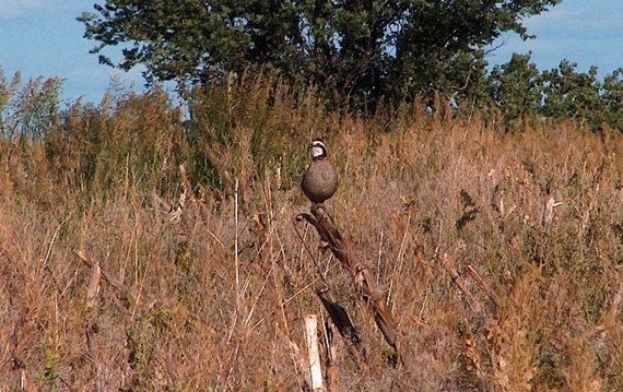 Since the bobwhite has a small travel area, two habitat requirements, such as food and cover, should be available in close proximity.