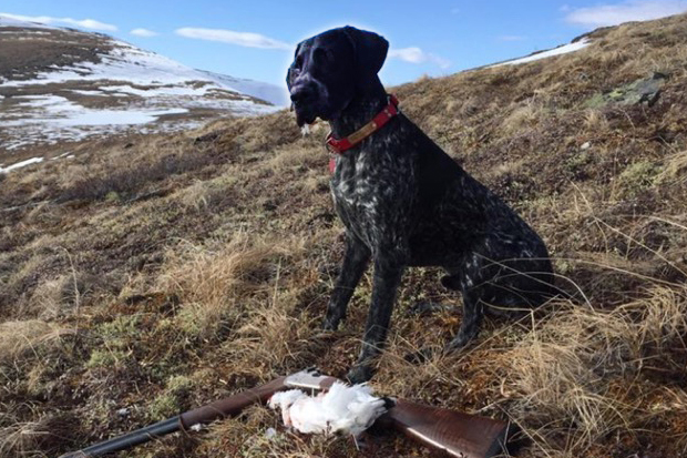 hunting dog with spots