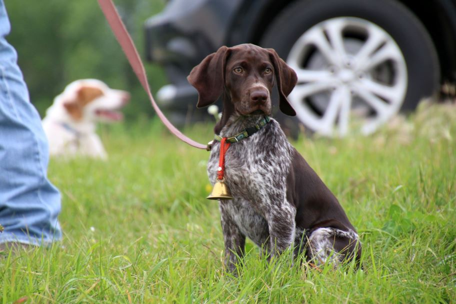 are german shorthaired pointers good dogs