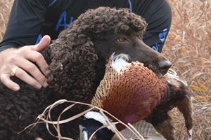 Irish Water Spaniel