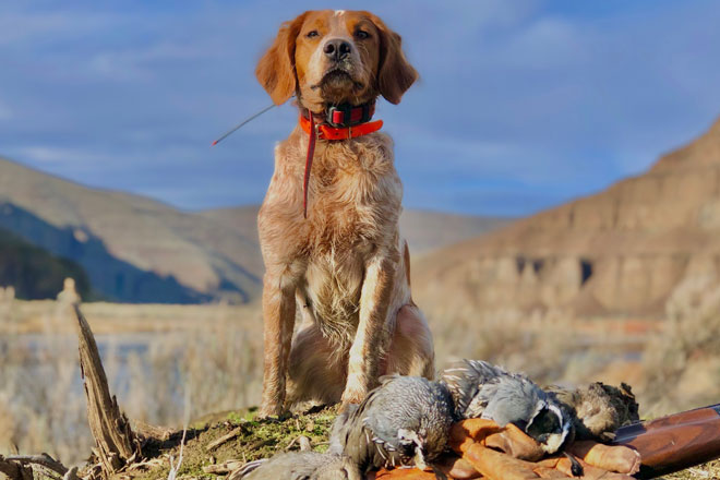 types of bird hunting dogs