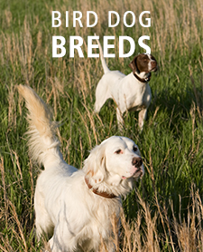 Bird Dog Breeds