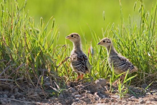 Pheasants are highly productive species, and their numbers can explode when quality habitat conditions combine with mild weather.