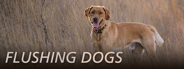 which is a better hunting dog male or female