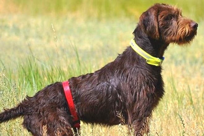 pudelpointer is a mixed breed