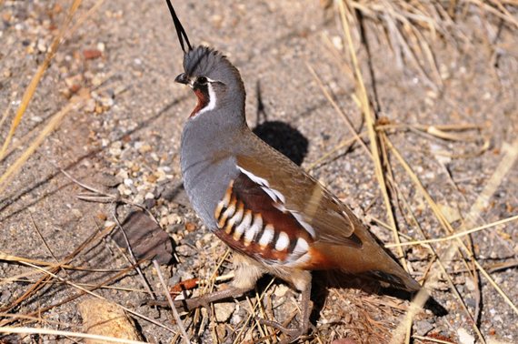 bobwhite quail flying