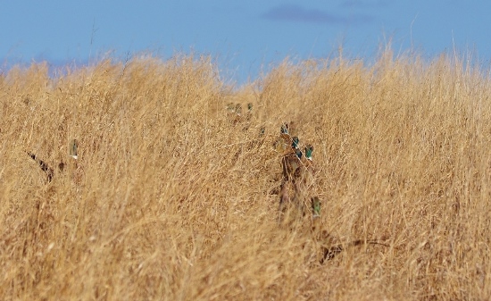 The best way to minimize the threat of predators? Make their job tougher with more upland habitat. Photo by PF Life Member Craig Armstrong
