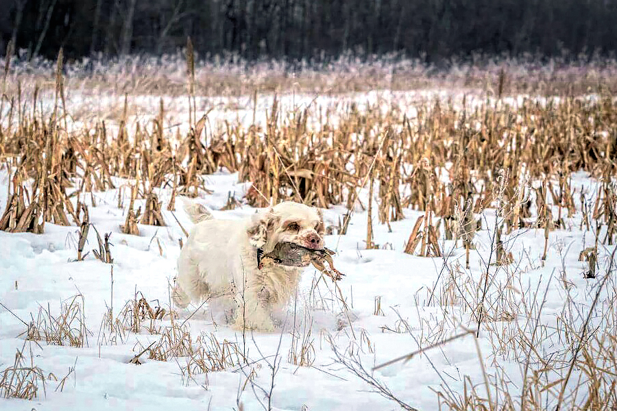 Clumber Spaniel