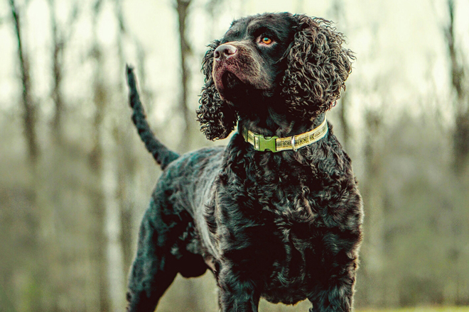 Hunting dog breeds that best sale dont shed