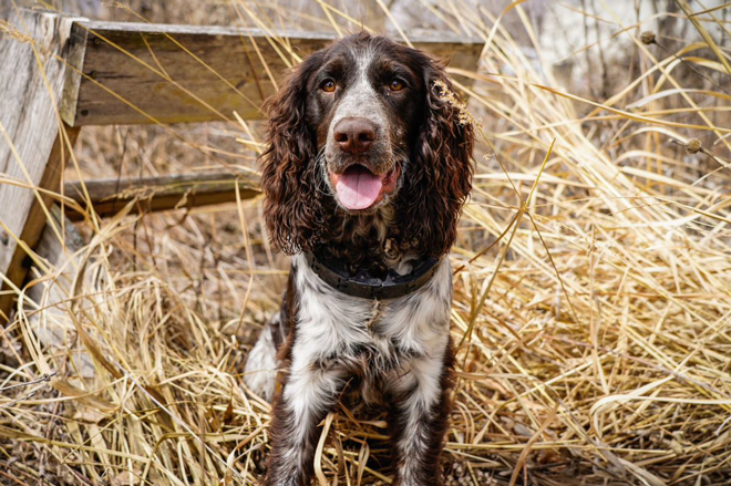 Do springer spaniels hot sale have webbed feet