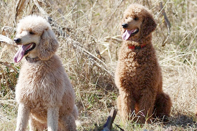 are standard poodles hunters