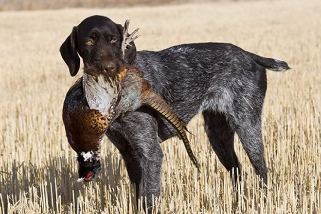 types of bird hunting dogs