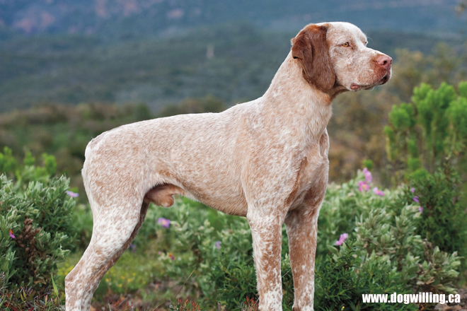 Upland bird dogs for hot sale sale