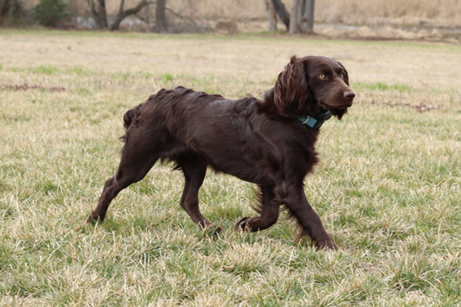 boykin spaniel is a mixed breed