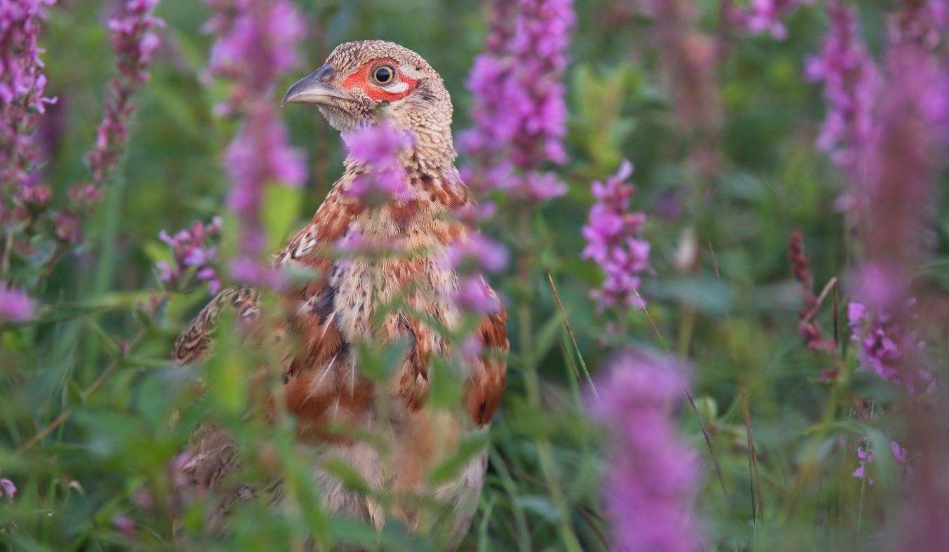 A robust young rooster, raised on protein-rich insects nurtured by forbs, starts to show off his true colors.