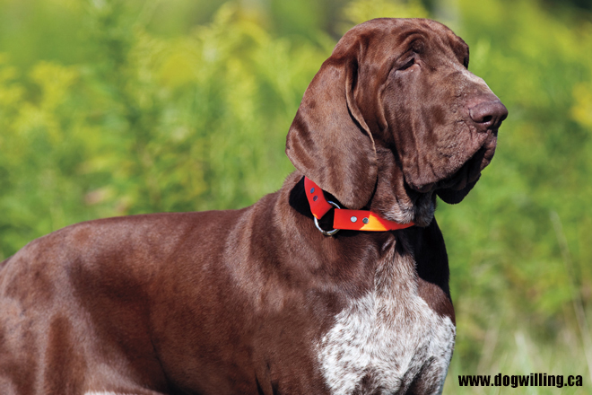 Red Birddog Pointing Hat - Red Bark Shop