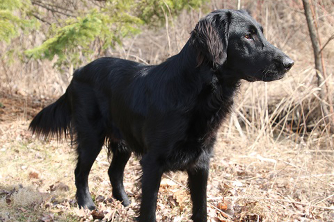 Large short haired on sale retriever type dog