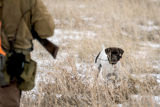 Breaking a gun shy hot sale dog