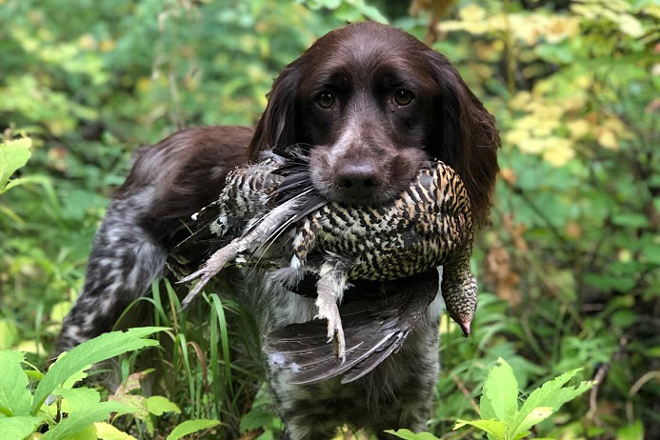 Small cheap bird dogs