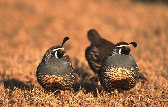 California quail are also known as valley quail. Photo courtesy NRCS