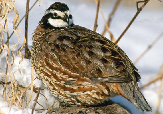 national geographic quail fall