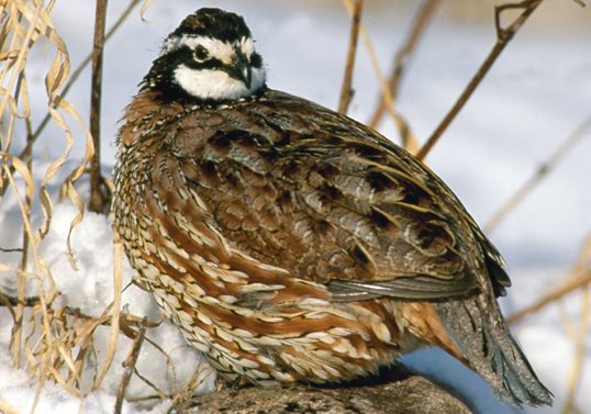 The 604-acre Veterans State Wildlife Management Area stands out as a large, permanently protected area of wildlife habitat near the Twin Cities metro region.