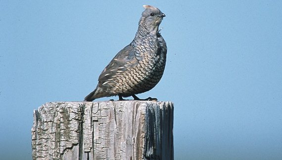 quail