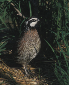 Quail Facts