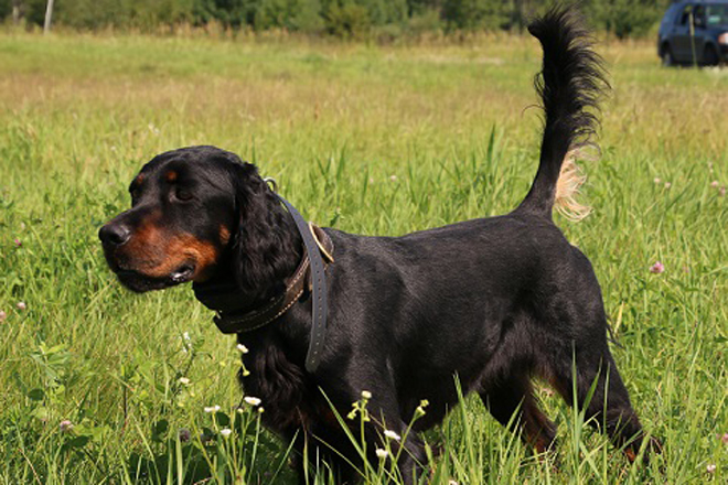 english setter duck hunting