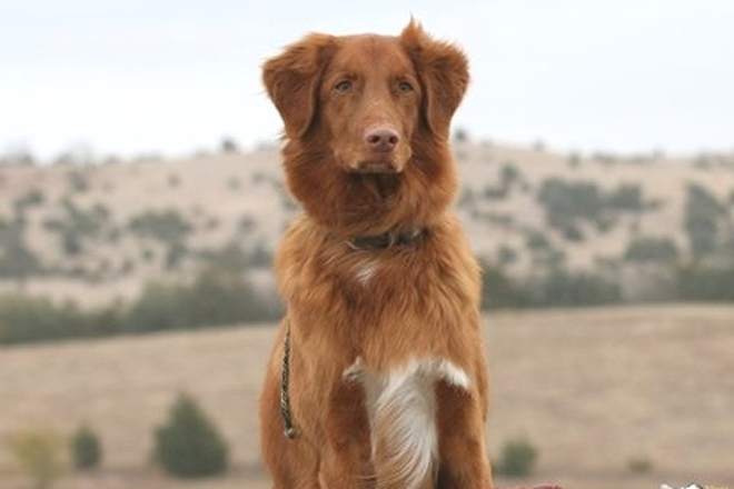 Golden Retriever & Vizsla Breeder in Southern CA - Golden Breeder (October)