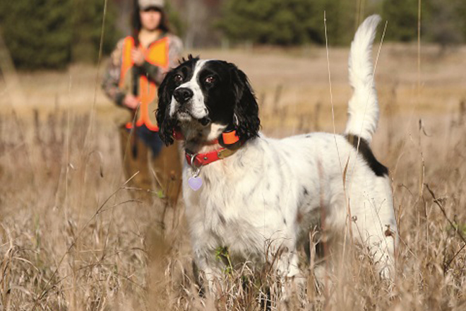 english setter springer spaniel mix