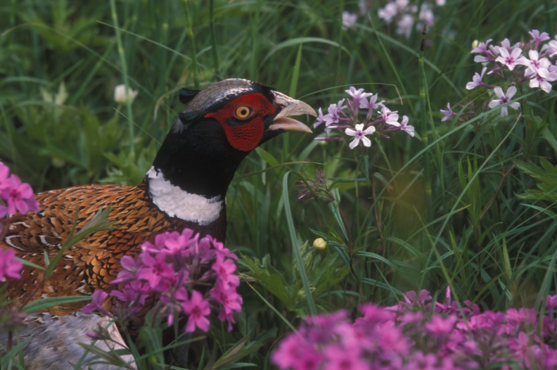 A summer rooster forages in the forbs.