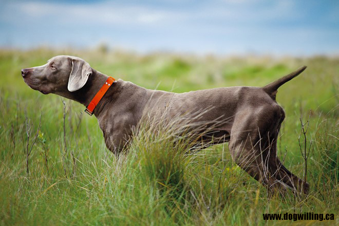 Gray store hunting dog