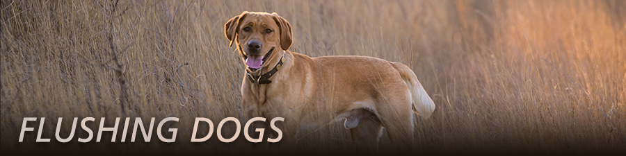 are labrador retrievers bird dogs