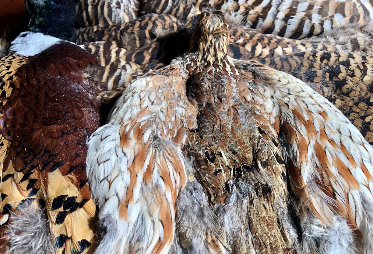 6 flies you can tie from upland bird feathers