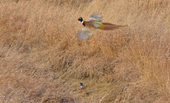 pheasant flying