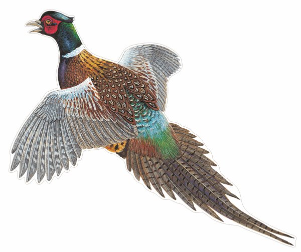 Pheasant Left Facing Decal