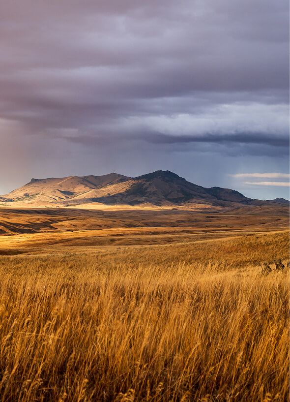priorities-mt-grasslands-initiative-programs-item.jpg
