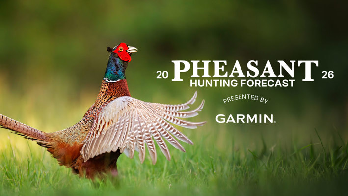 article-pheasant-hunting-forecast-2026