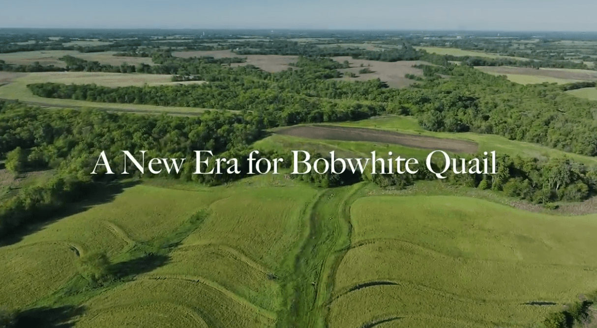 video-a-new-era-for-bobwhite-quail.png