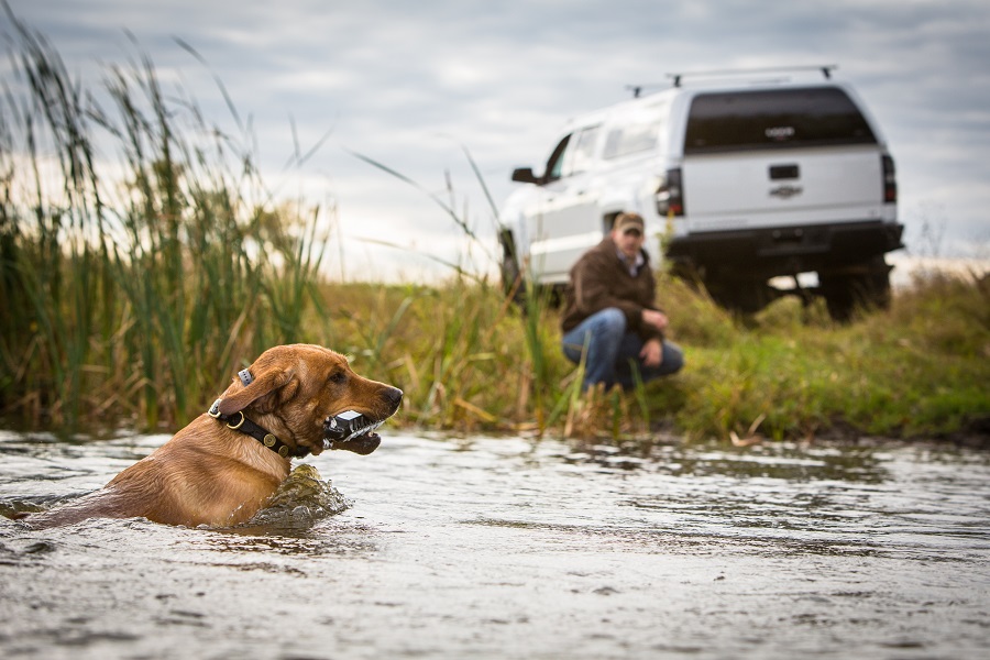 Season Dates for Dog Training on State Wildlife Areas