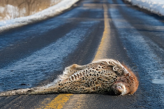 Winter Roadside Charity is Futile, Pheasants Want a Place to Live