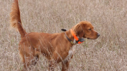 Red Setter (Irish Setter)