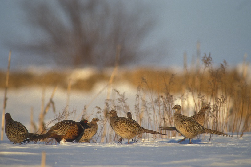 pheg-pheasant-weather-indirect-inline